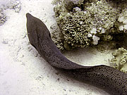 Picture 'Eg2_0_2193 Moray Eel, Egypt'